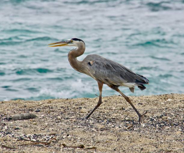 istock A heron walks on the beach. 1125463015