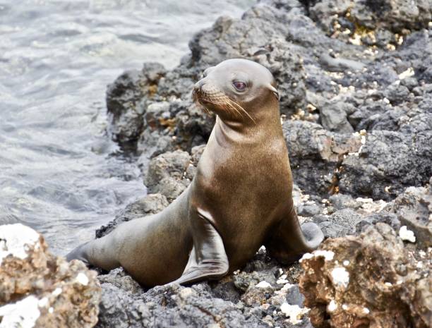 istock A sea lion rests on volcanic rock. 1125463017