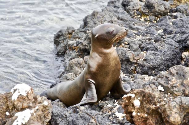 istock A sea lion rests on volcanic rock. 1125463018
