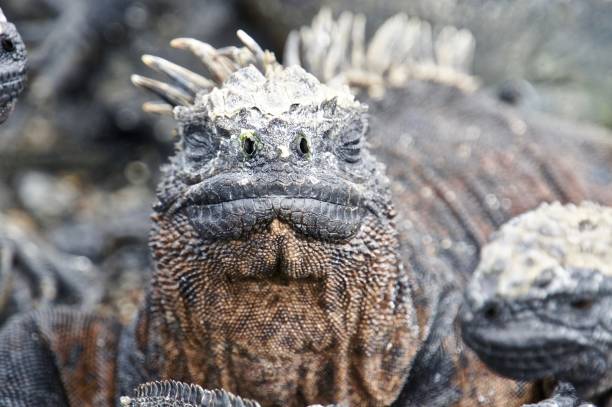 istock A marine iguana closes its eyes. 1125463025