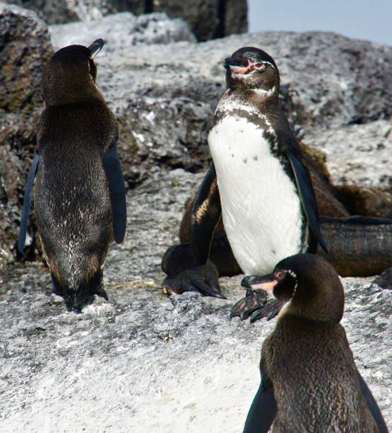 istock Galapagos penguins rest on the beach. 1125463039