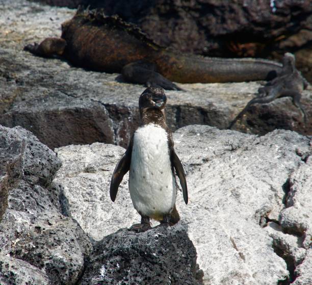 istock A Galapagos Penguin stands on the beach. 1125463043