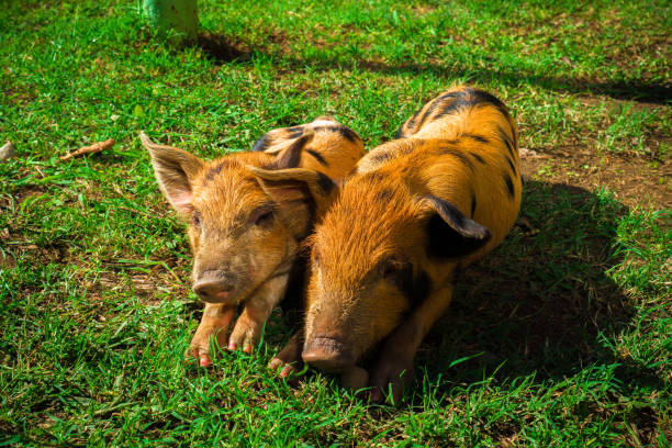 istock Little spotted piglets lie on the grass on a Sunny day 1125463062
