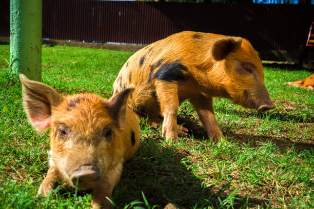 istock Little spotted piglets lie on the grass on a Sunny day 1125463532