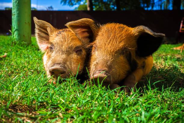 istock Little spotted piglets lie on the grass on a Sunny day 1125464149