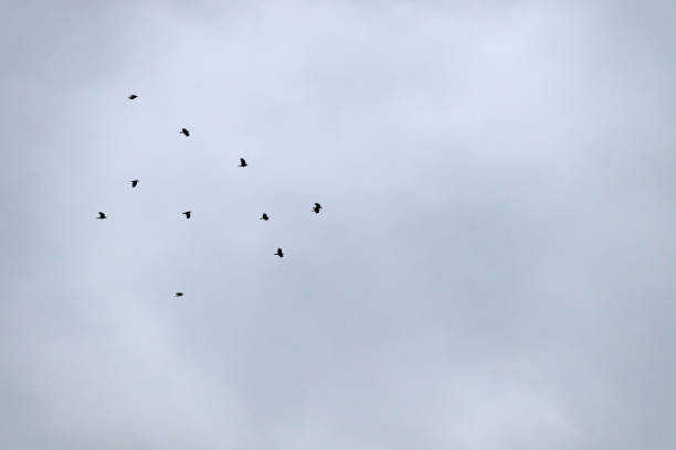 istock Flock of birds flying in a grey sky 1125465039