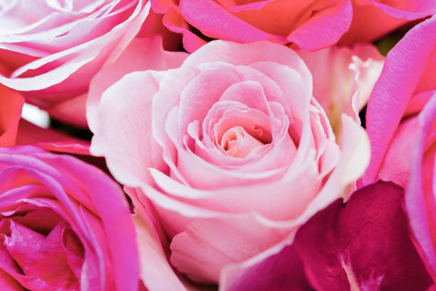 Pink rose flowers bouquet background.