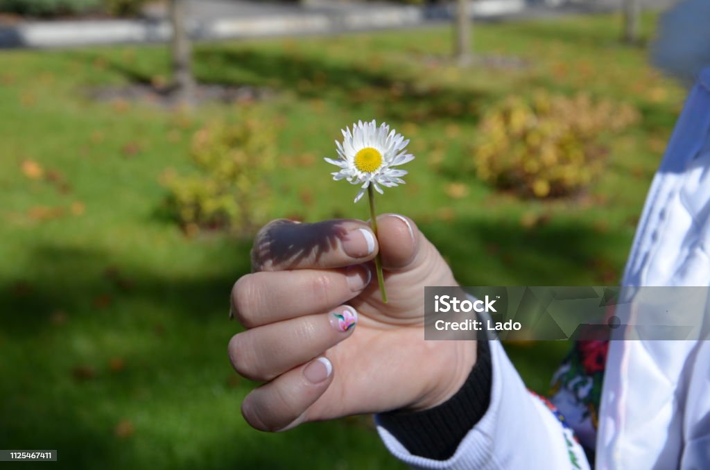 Chamomile, the flower of love and hope. Autumn, the daisy bloomed in defiance of the natural season of the year, there is always hope. Autumn Stock Photo