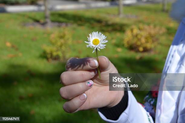 Chamomile The Flower Of Love And Hope Stock Photo - Download Image Now - Autumn, Horizontal, No People