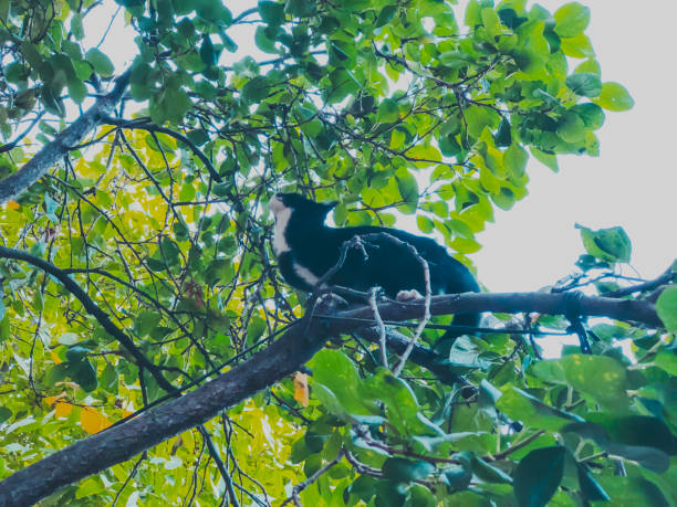 istock Beautiful black cat with white spots on a tree. Close-up shot 1125467794