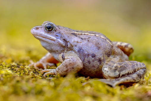Close up image of an American bullfrog on the edge of a pond outdoors
