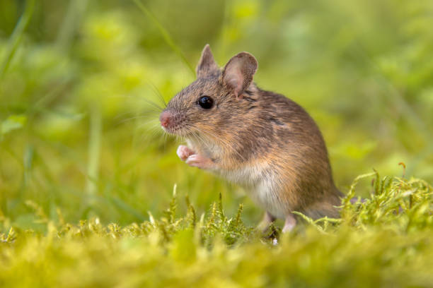 istock Standing Wood mouse in green surroundings 1125469803
