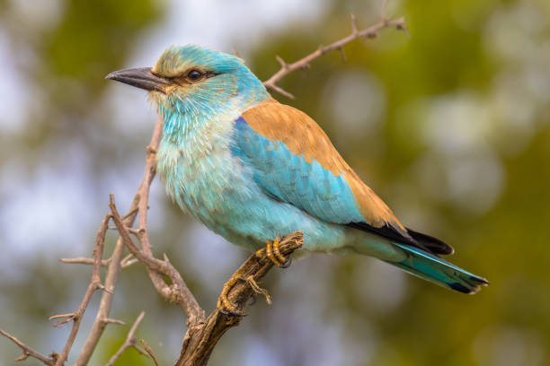 istock European roller on prickly branch 1125470934