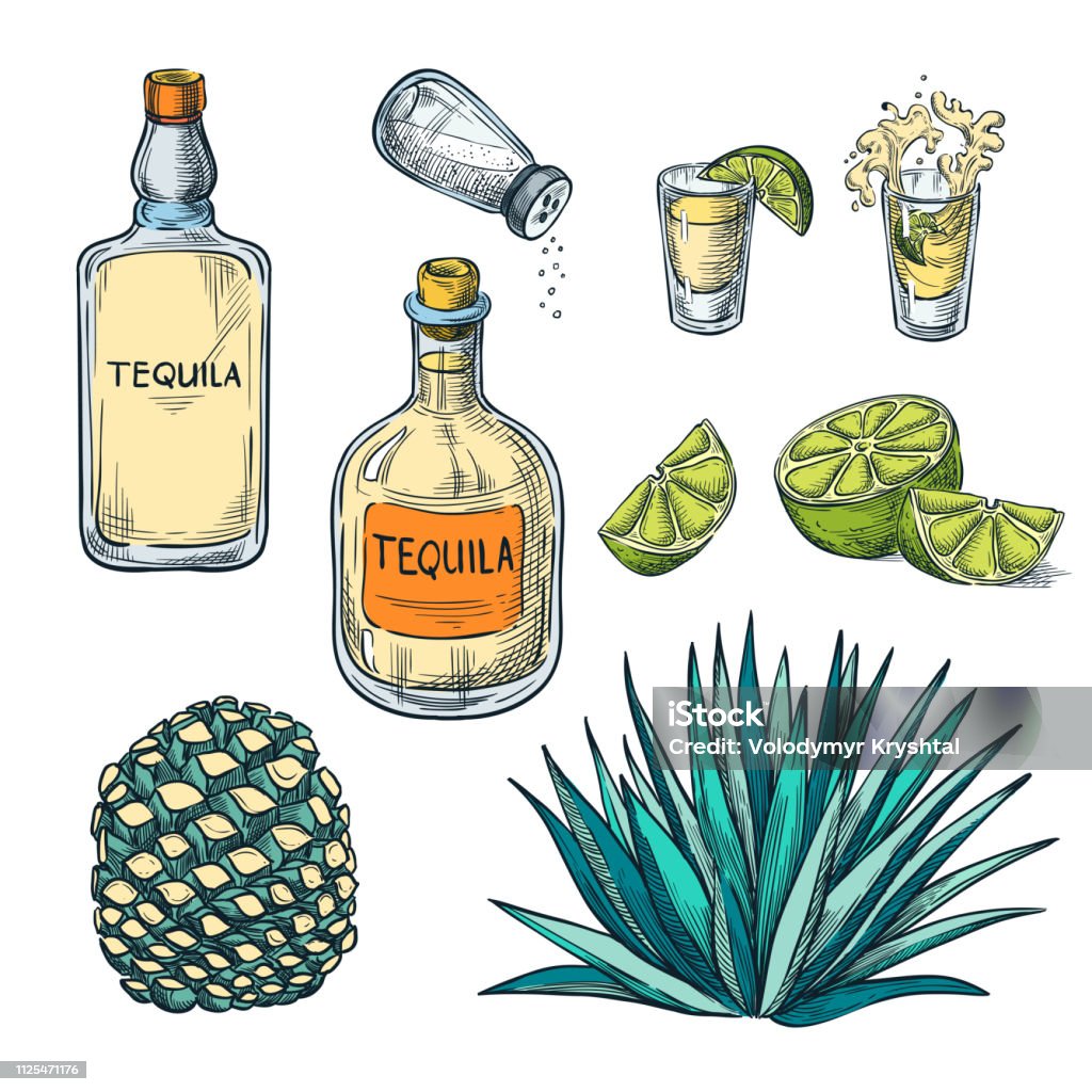 Tequila Bottle Shot Glass And Agave Root Vector Color Sketch Illustration  Mexican Alcohol Drinks Menu Design Elements Stock Illustration - Download  Image Now - iStock