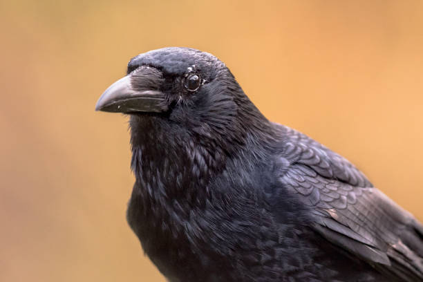 istock Carrion crow portrait bright background 1125471355