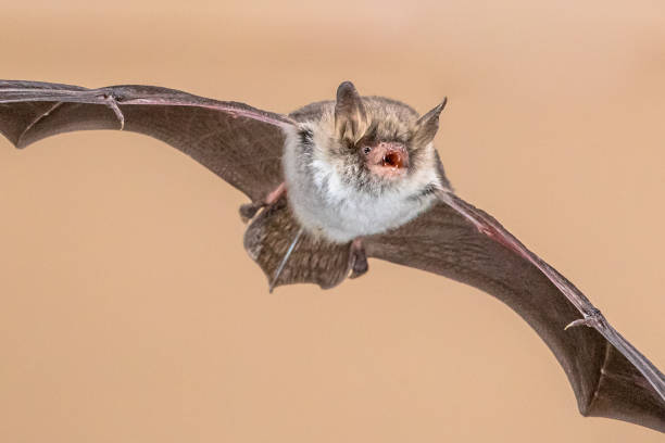 Flying Natterer's bat (Myotis nattereri) action shot of hunting animal on bright brown background. This species is medium sized with distictive white belly, nocturnal and insectivorous and found in Europe and Asia.