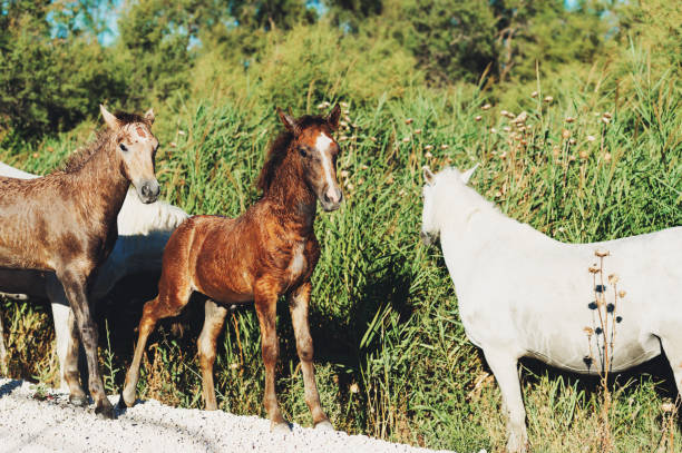 weiße wildpferde und colt im naturschutzgebiet parc regional de camargue, provence, frankreich - france camargue camargue horse ancient stock-fotos und bilder