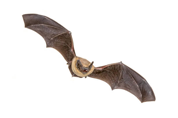 istock Flying Pipistrelle bat isolated on white background 1125471512