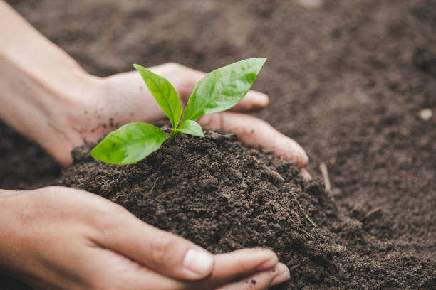 istock Human hand holding a small seedling, plant a tree, reduce global warming, World Environment Day 1125471560