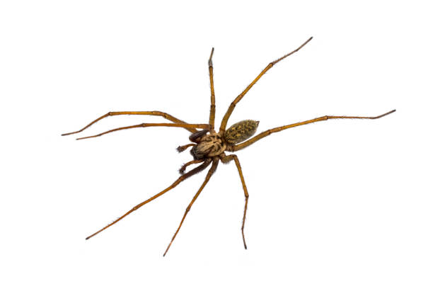 istock Giant house spider isolated on white background 1125471894