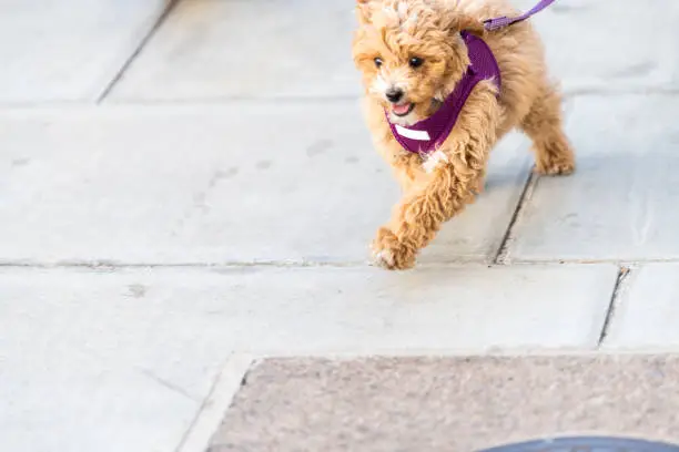 Closeup of happy cute and adorable small brown dog on leash with tongue running on road street sidewalk pavement in urban town city