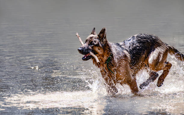 Beautiful specimen of a German shepherd full of energy playing to go for the stick runs over the river water