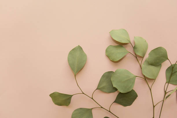 istock dry eucalyptus branches on a gentle pink background 1125475781