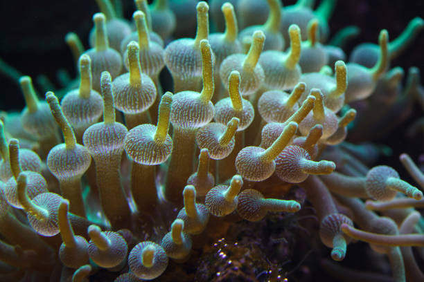 Green bubble-tip anemone (Entacmaea quadricolor) Green bubble-tip anemone (Entacmaea quadricolor). entacmaea quadricolor stock pictures, royalty-free photos & images