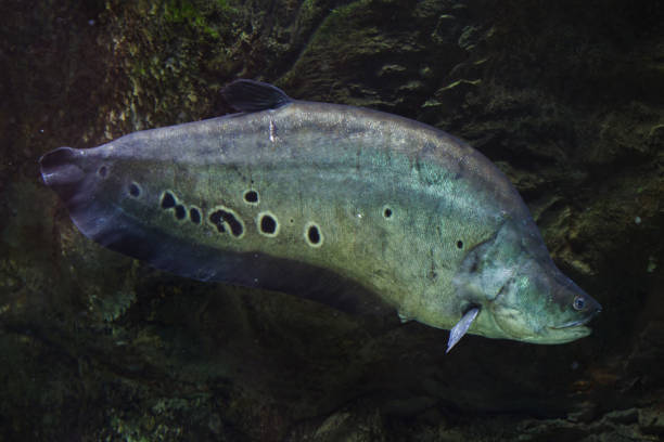Clown knifefish (Chitala ornate) Clown knifefish (Chitala ornate), also known as the spotted knifefish. chitala stock pictures, royalty-free photos & images