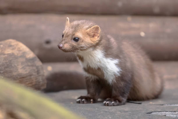 istock House marten resting in backyard 1125477175