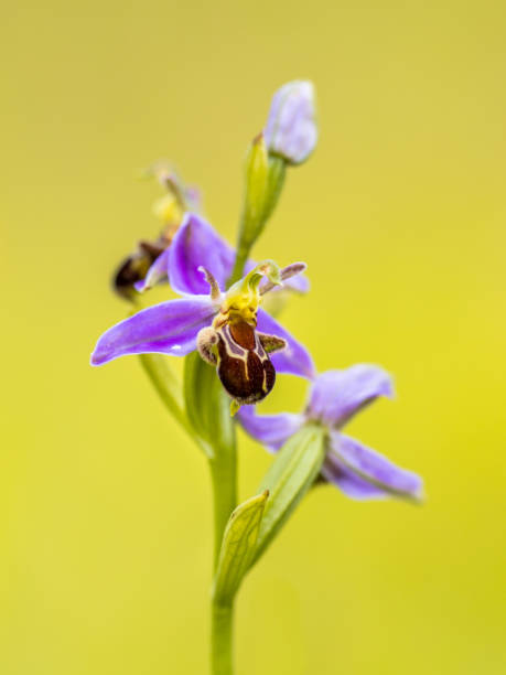 Pink flowers of Bee orchid group