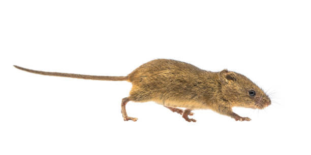 Cute harvest mouse isolated on white background