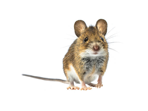adorable ratón aislado sobre fondo blanco - whisker fotografías e imágenes de stock