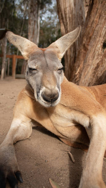 istock kangaroo Australian animal at park zoo 1125482252