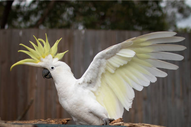 der schwefel crested kakadu (cacatua galerita) flügel porträt - cockatoo stock-fotos und bilder