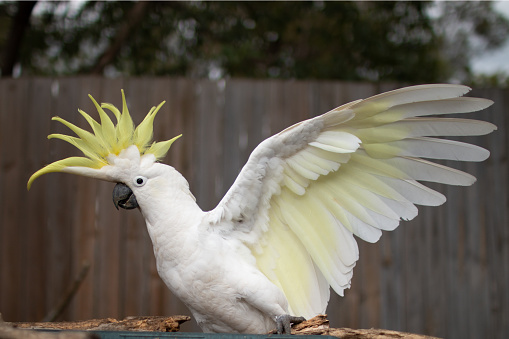The Sulphur-crested Cockatoo one single 1 open wing make me scared rare shot