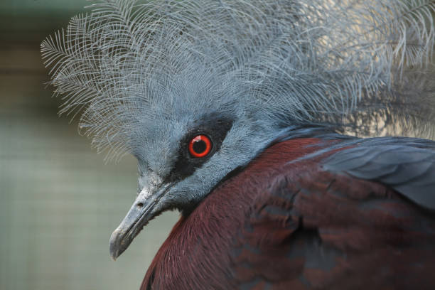 istock Southern crowned pigeon (Goura scheepmakeri sclateri). 1125482924