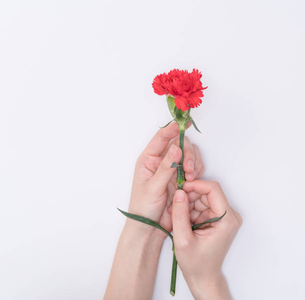 istock female hand hold carnation 1125482994