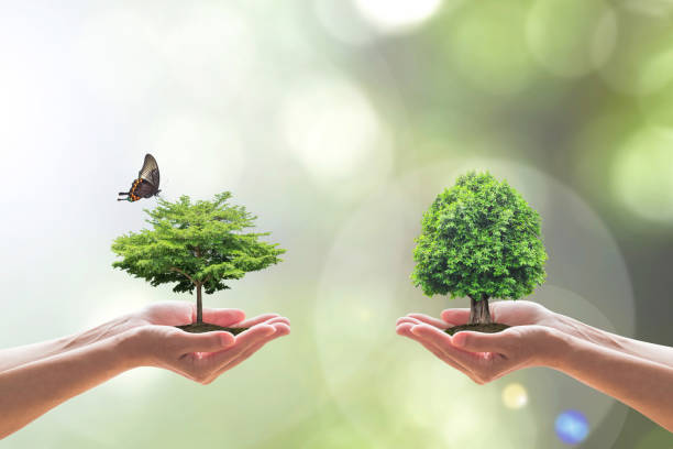 istock Environmental biodiversity in ecosystem concept with bio diversity in species of tree planting and saving biological life living in clean environment on volunteers hands 1125483038