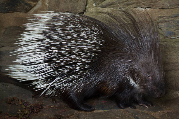 istock Indian crested porcupine (Hystrix indica) 1125483317