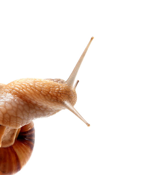 istock Part of snail isolated on white 1125483371