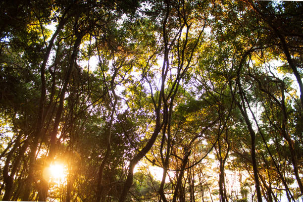 the forest at sunrise orange light park Burleigh Heads Australia National Park sunset sunrise golden hour time sunrise point stock pictures, royalty-free photos & images