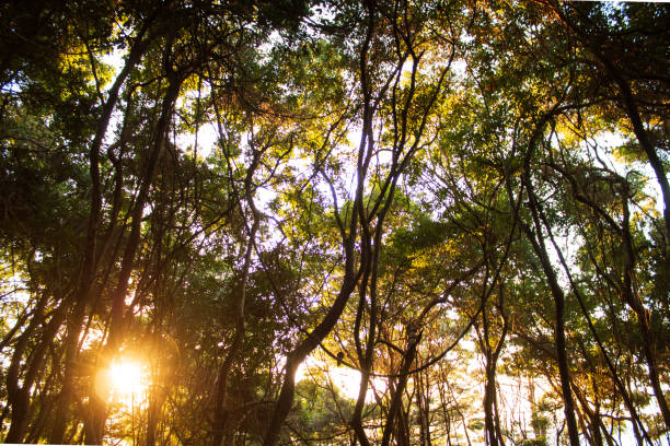 las o wschodzie słońca orange light park - sunrise point zdjęcia i obrazy z banku zdjęć