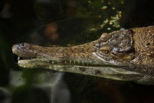 crocodile au museau slender (mecistops cataphractus). - snouted photos et images de collection