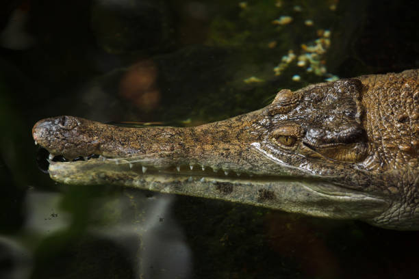 slender-snouted crocodile (mecistops cataphractus). - snouted imagens e fotografias de stock