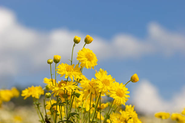 istock Yellow chrysanthemum field. 1125485754