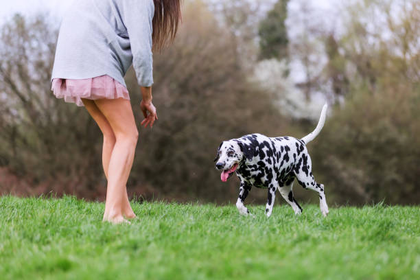istock young woman plays with her Dalmatian dog 1125486499
