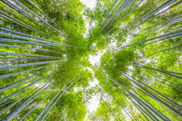 istock The Arashiyama Bamboo forest in kyoto japan 1125489563