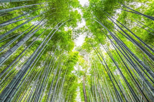 istock The Arashiyama Bamboo forest in kyoto japan 1125489568