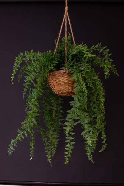 istock indoor green plant 1125490075